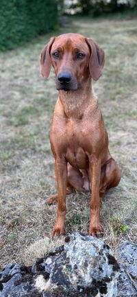 Charming Calina of Crying Wolfs Ridgebacks