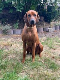 Charming Chuma of Crying Wolfs Ridgebacks