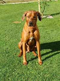 Charming Chicko of Crying Wolfs Ridgebacks