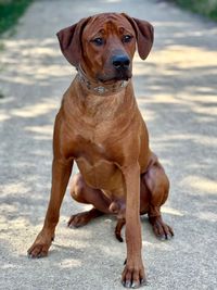 Charming Chaka of Crying Wolfs Ridgebacks