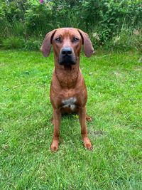 Charming Laron of Crying Wolfs Ridgebacks