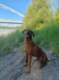 Charming Chicko of Crying Wolfs Ridgebacks