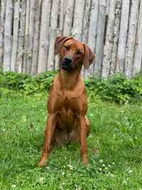 Charming Cree of Crying Wolfs Ridgebacks