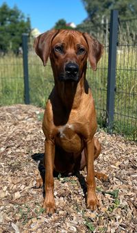 Charming Chiano of Crying Wolfs Ridgebacks