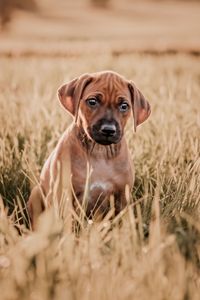 _OF_1511-ridgeback-YvonneObermuellerFotografie-Bearbeitet