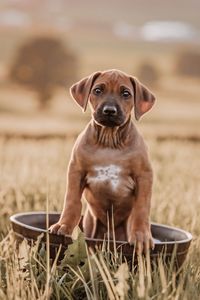 _OF_1519-ridgeback-YvonneObermuellerFotografie-Bearbeitet-2