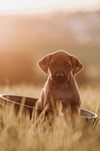 _OF_1542-ridgeback-YvonneObermuellerFotografie-Bearbeitet