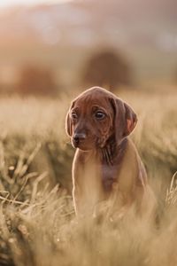 _OF_1559-ridgeback-YvonneObermuellerFotografie-Bearbeitet