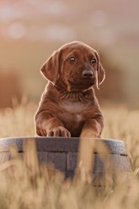 _OF_1570-ridgeback-YvonneObermuellerFotografie-Bearbeitet