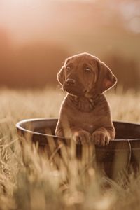 _OF_1580-ridgeback-YvonneObermuellerFotografie-Bearbeitet