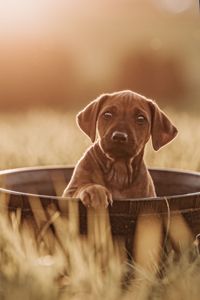 _OF_1583-ridgeback-YvonneObermuellerFotografie-Bearbeitet-2