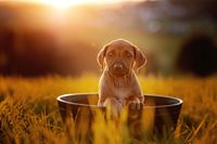 _OF_1592-ridgeback-YvonneObermuellerFotografie-Bearbeitet