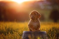 _OF_1661-ridgeback-YvonneObermuellerFotografie-Bearbeitet