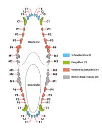 Das Gebiss Deines Hundes - Quelle: https://www.medpets.de/hundebiss/