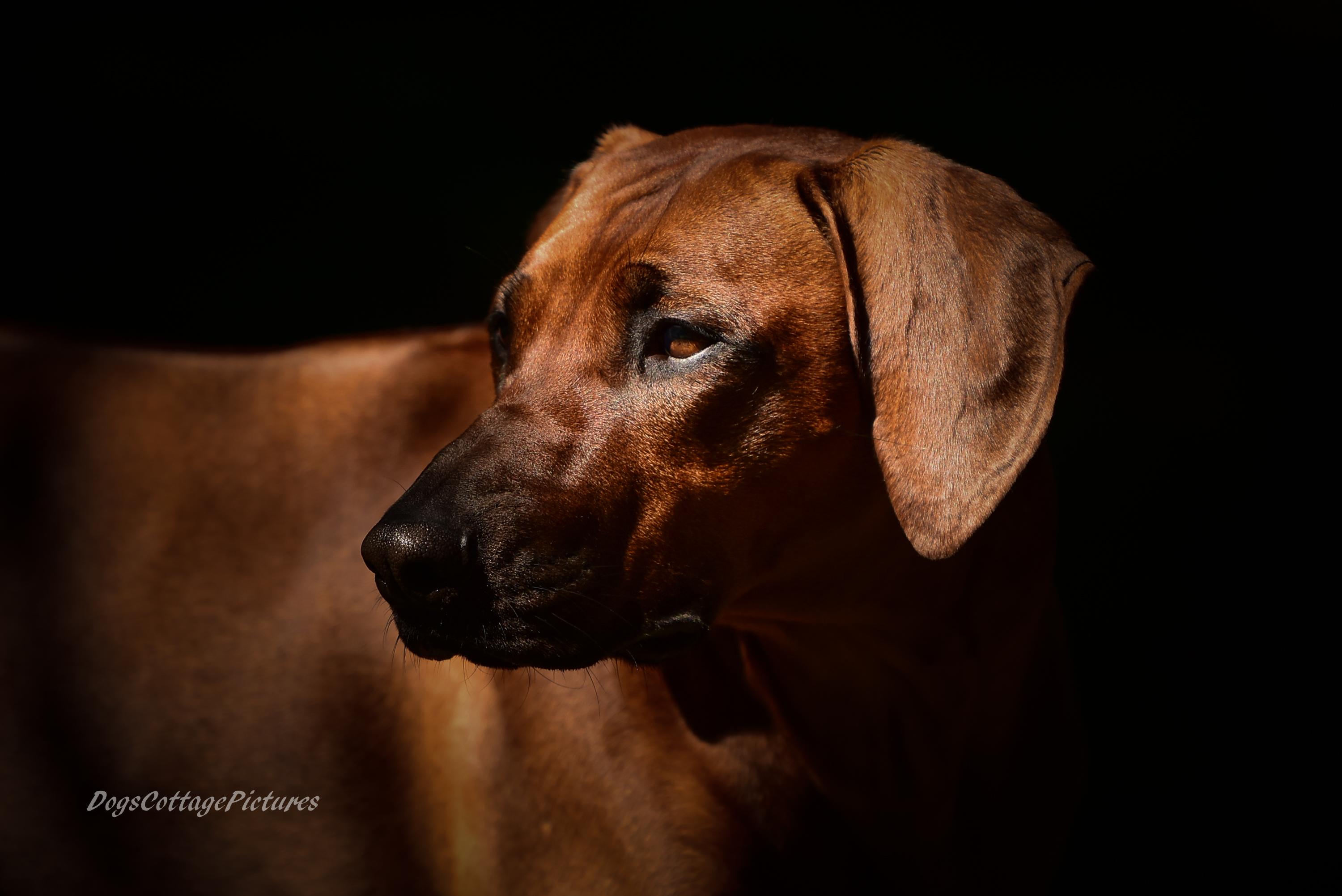 Crying Wolf's Ridgebacks - HOME